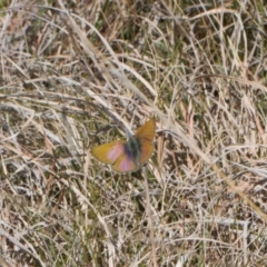 Cyprotides maculosus (Spotted Trident-blue) at Namadgi National Park - 9 Oct 2021 by RAllen