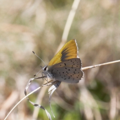 Cyprotides maculosus (Spotted Trident-blue) at Namadgi National Park - 9 Oct 2021 by RAllen