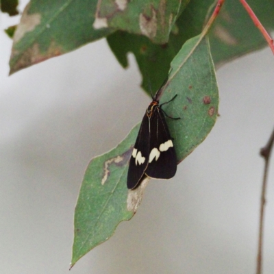 Nyctemera amicus (Senecio Moth, Magpie Moth, Cineraria Moth) at Callum Brae - 10 Oct 2021 by regeraghty