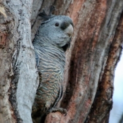 Callocephalon fimbriatum (Gang-gang Cockatoo) at Red Hill to Yarralumla Creek - 9 Oct 2021 by LisaH