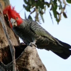 Callocephalon fimbriatum (Gang-gang Cockatoo) at Federal Golf Course - 9 Oct 2021 by LisaH