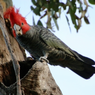 Callocephalon fimbriatum (Gang-gang Cockatoo) at GG280 - 9 Oct 2021 by LisaH