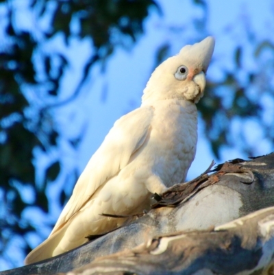 Cacatua sanguinea (Little Corella) at GG139 - 9 Oct 2021 by LisaH