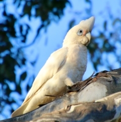 Cacatua sanguinea (Little Corella) at Red Hill Nature Reserve - 9 Oct 2021 by LisaH