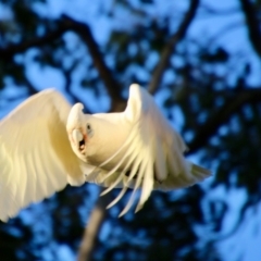 Cacatua sanguinea at Deakin, ACT - 9 Oct 2021