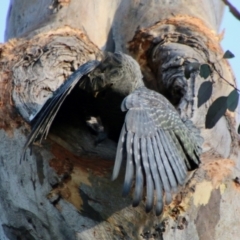 Callocephalon fimbriatum (Gang-gang Cockatoo) at Red Hill, ACT - 9 Oct 2021 by LisaH