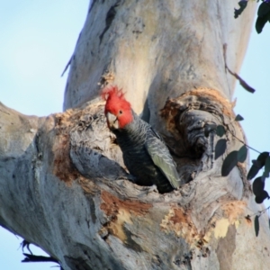 Callocephalon fimbriatum at Red Hill, ACT - suppressed