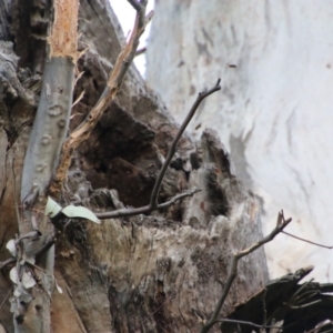 Callocephalon fimbriatum at Red Hill, ACT - 9 Oct 2021