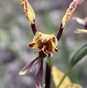 Diuris pardina at Hackett, ACT - suppressed