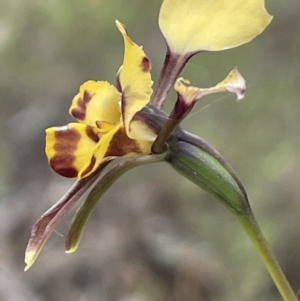 Diuris pardina at Hackett, ACT - suppressed