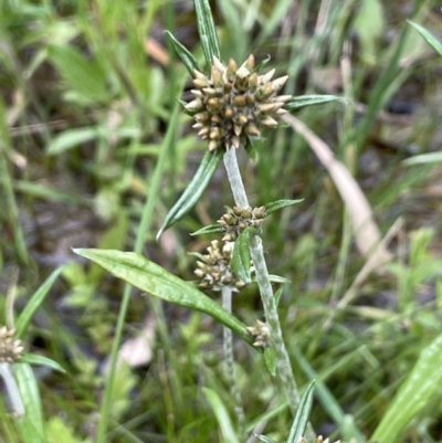 Euchiton sp. (A Cudweed) at Hackett, ACT - 10 Oct 2021 by JaneR