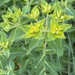 Euphorbia oblongata (Egg-leaf Spurge) at Watson Woodlands - 9 Oct 2021 by JaneR