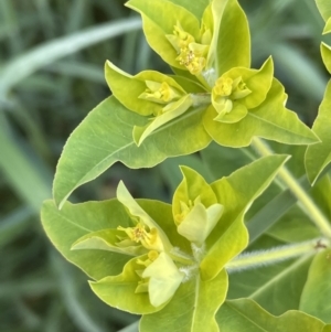 Euphorbia oblongata at Watson, ACT - 9 Oct 2021