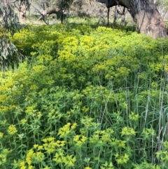 Euphorbia oblongata at Watson, ACT - 9 Oct 2021