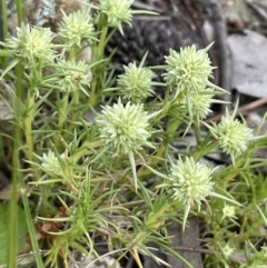 Scleranthus diander (Many-flowered Knawel) at Mount Majura - 10 Oct 2021 by JaneR