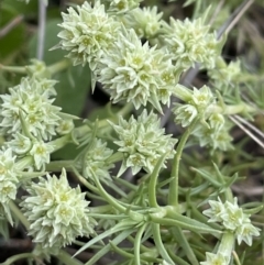 Scleranthus diander at Hackett, ACT - 10 Oct 2021