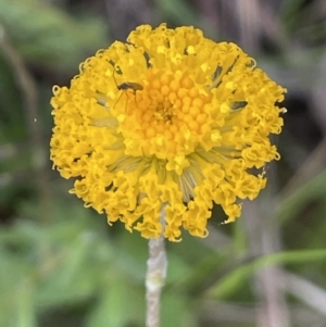 Leptorhynchos squamatus subsp. squamatus at Hackett, ACT - 10 Oct 2021