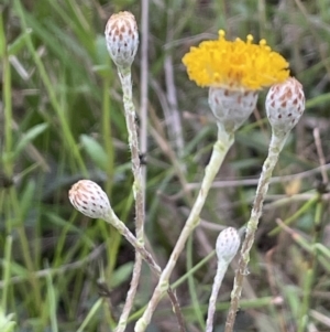 Leptorhynchos squamatus subsp. squamatus at Hackett, ACT - 10 Oct 2021