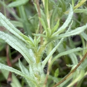 Leptorhynchos squamatus subsp. squamatus at Hackett, ACT - 10 Oct 2021