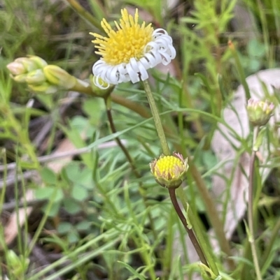 Calotis anthemoides (Chamomile Burr-daisy) at Mount Majura - 10 Oct 2021 by JaneR