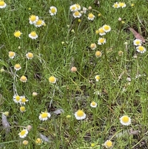 Calotis anthemoides at Hackett, ACT - 10 Oct 2021