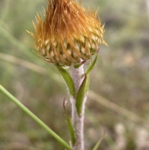 Coronidium oxylepis subsp. lanatum at Jerrabomberra, NSW - 10 Oct 2021