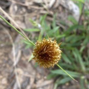 Coronidium oxylepis subsp. lanatum at Jerrabomberra, NSW - 10 Oct 2021