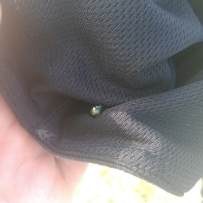 Orcus bilunulatus (Ladybird beetle) at Coombs Ponds - 8 Oct 2021 by Miranda