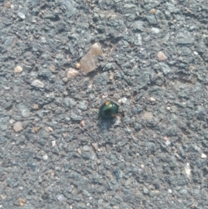 Orcus bilunulatus at Molonglo, ACT - 8 Oct 2021