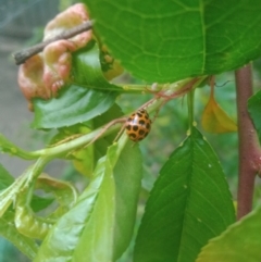 Harmonia conformis at Holder, ACT - 10 Oct 2021