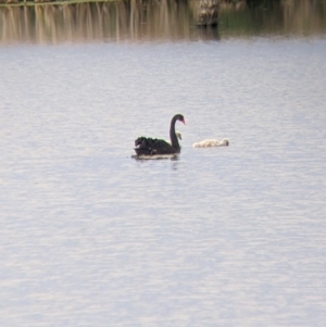 Cygnus atratus at Leeton, NSW - 10 Oct 2021 08:20 AM