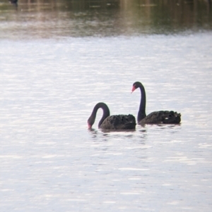 Cygnus atratus at Leeton, NSW - 10 Oct 2021 08:20 AM