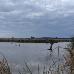 Cygnus atratus at Leeton, NSW - 10 Oct 2021 08:20 AM