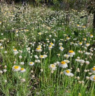 Leucochrysum albicans subsp. tricolor (Hoary Sunray) at Mount Majura - 9 Oct 2021 by tommytee221