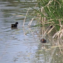 Gallinula tenebrosa (Dusky Moorhen) at Leeton, NSW - 10 Oct 2021 by Darcy