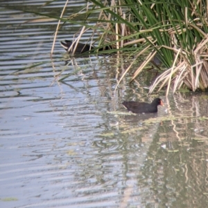 Gallinula tenebrosa at Leeton, NSW - 10 Oct 2021