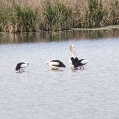 Pelecanus conspicillatus (Australian Pelican) at Leeton, NSW - 10 Oct 2021 by Darcy