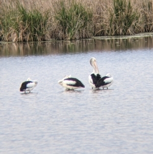 Pelecanus conspicillatus at Leeton, NSW - 10 Oct 2021