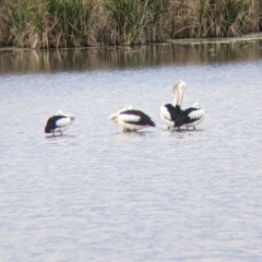 Pelecanus conspicillatus at Leeton, NSW - 10 Oct 2021 08:25 AM