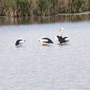 Pelecanus conspicillatus at Leeton, NSW - 10 Oct 2021