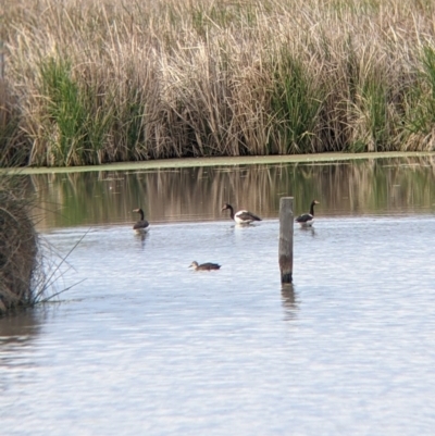 Anseranas semipalmata (Magpie Goose) at Leeton, NSW - 9 Oct 2021 by Darcy