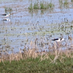 Himantopus leucocephalus (Pied Stilt) at Leeton, NSW - 9 Oct 2021 by Darcy