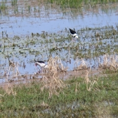 Himantopus leucocephalus at Leeton, NSW - 10 Oct 2021 08:37 AM