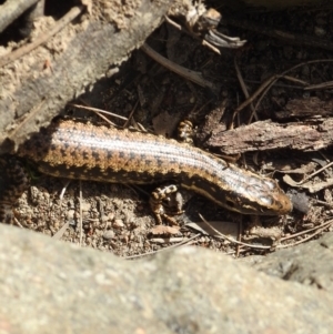 Eulamprus heatwolei at Stromlo, ACT - 10 Oct 2021