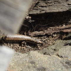 Eulamprus heatwolei at Stromlo, ACT - 10 Oct 2021