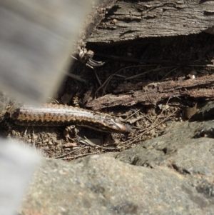 Eulamprus heatwolei at Stromlo, ACT - 10 Oct 2021