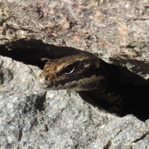 Eulamprus heatwolei at Stromlo, ACT - 10 Oct 2021