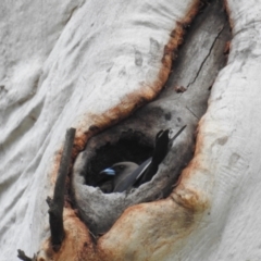 Artamus cyanopterus cyanopterus (Dusky Woodswallow) at Chapman, ACT - 9 Oct 2021 by HelenCross