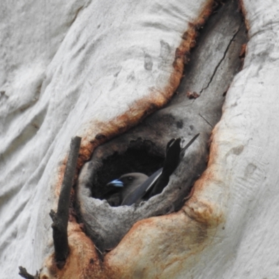 Artamus cyanopterus (Dusky Woodswallow) at Chapman, ACT - 10 Oct 2021 by HelenCross