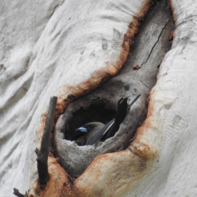 Artamus cyanopterus (Dusky Woodswallow) at Bullen Range - 9 Oct 2021 by HelenCross